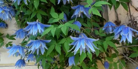 Jak zasadit plamének na jaře: jednoduchá metoda